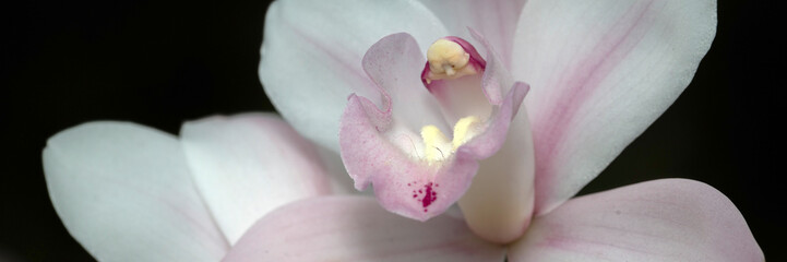 Panorama of flowers of an Orchid (Unknown Variety) against a dark background