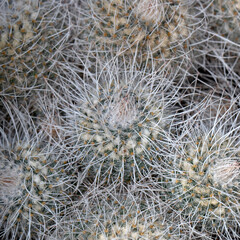 Closeup of spines of twin spine cactus (Mammillaria geminispina)