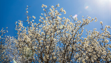 Ornamental pear or Bradford pear tree with showy flowers in spring. But the beautiful flowers are going with horrible smell like ammonia or urine. Its fruits are not edible for human. It is invasive