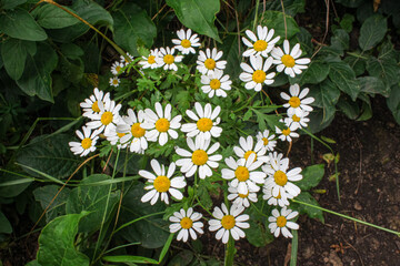 Lush bush of daisies among green foliage