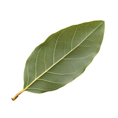 A green leaf showcases intricate vein patterns. The leaf's natural details are highlighted on a black background, emphasizing its organic texture.