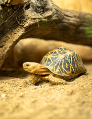 a little turttle looking for food