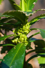 Daphne laureola, also known as spurge-laurel, daphne-laurel, olive-spurge.