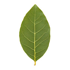 Isolated green leaf with yellow veins, showcasing natural texture. A simple leaf with a detailed pattern against a black background.