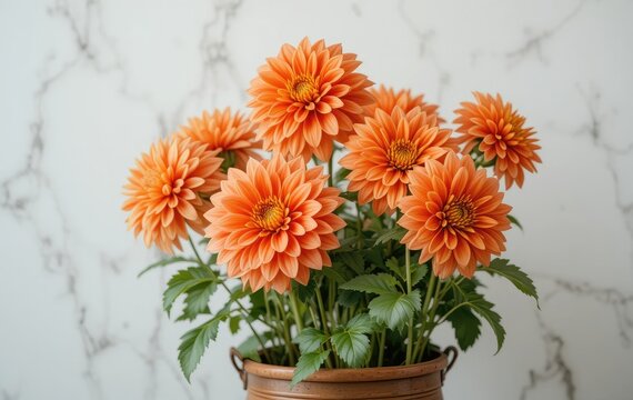 Orange Dahlia Flowers in Pot Against Marble Background for Floral Design