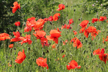 Flowering wild poppy (Papaver rhoeas)