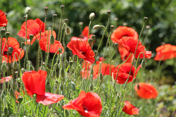 Obraz premium Flowering wild poppy (Papaver rhoeas)