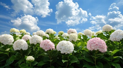 Vibrant hydrangea field with pink and white blooms under a bright blue sky during a sunny day in nature