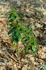 Daphne laureola, also known as spurge-laurel, daphne-laurel, olive-spurge.