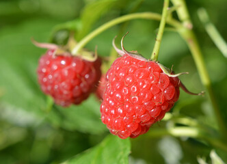 Fruits of raspberry on a bush branch