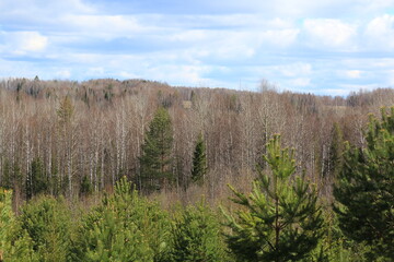 beautiful forest on a sunny May day