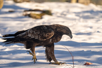 Golden eagle snow looking for food
