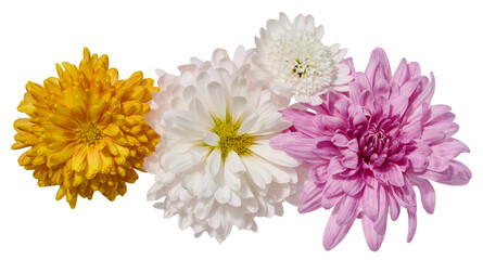 White, yellow and pink chrysanthemum buds on isolated background, top view