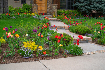 Colorful Tulips, Phlox flowers and golden bushes adorn the outside entryway of a home during the Spring Season in Denver, Colorado.