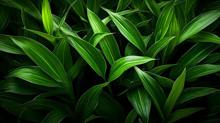 Dark Green Lush Tropical Plant Leaves Close Up Texture Background