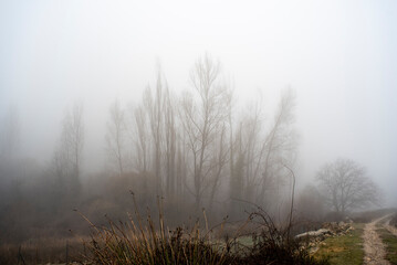 Wonderful landscape of the forest and trees behind the fog