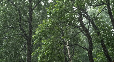 Fototapeta premium Rain Falling in Forest with Lush Green Trees and Peaceful Ambiance
