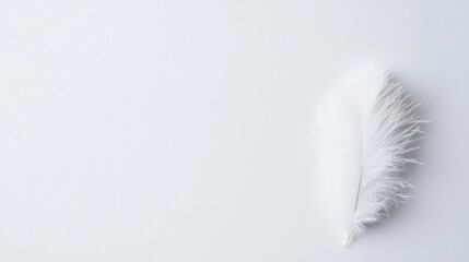 A single white feather on a white background.