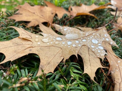 autumn leaves in snow