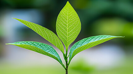 Obraz premium Close Up Shot Of Fresh Green Leaf With White Dots on the Leaves on Blurred Green Background in Daylight