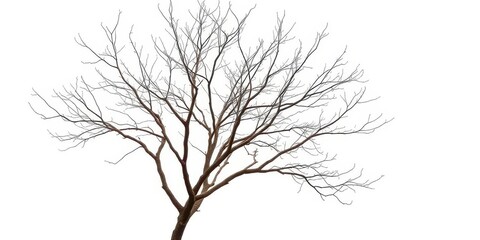 Fototapeta premium Single deciduous tree, stark branches against pure white backdrop, isolated, vibrant