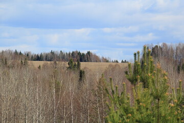 beautiful forest on a sunny May day