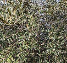 Fondo con hojas de ramas de olivo