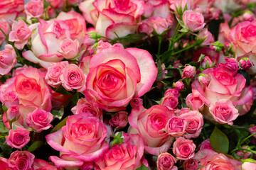 Fresh pink roses in close-up