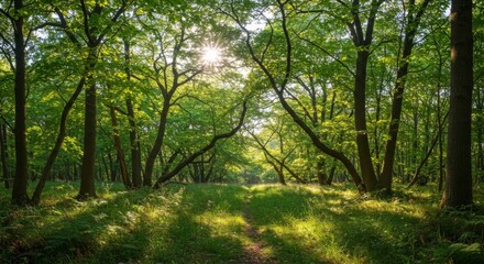 Fototapeta premium Walking Trail Through a Lush Green Forest with Sun Shining Through