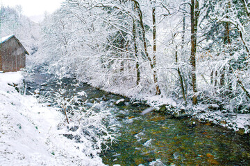 Rivière de Haute Savoie, in forest with trees crumbling under the snow