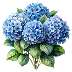 Obraz premium blue hydrangea flowers isolated on transparent background