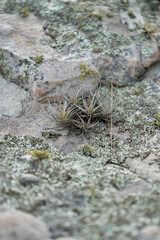 planta aerea adherida a una roca