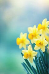 Fototapeta premium Bright yellow daffodils in full bloom against a soft pastel background, symbolizing spring, renewal, and the beauty of nature. Banner with copy sopace