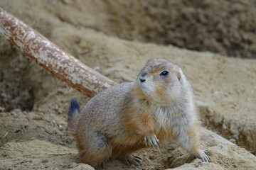 Prairie Dog Standing Alert in Sandy Habitat