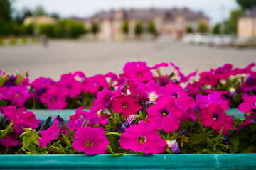 Purple petunias in a flowerpot, lush and vivid. Vibrant blooming petunias adding color to the urban park landscape.