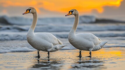 Obraz premium Majestic Swans at Golden Hour