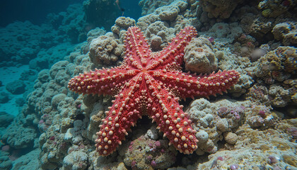 A vibrant red starfish is resting on the rocky ocean floor of a coral reef, surrounded by various coral species and aquatic life. Sunlight filters through the water, creating a serene setting