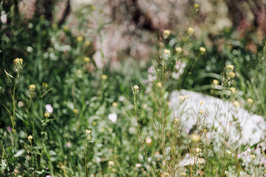 Fototapeta Grass and little yellow wildflowers