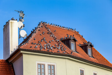 A building in Prague Czech Republic with a red roof and a lot of birds on it