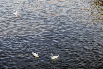 Two swans are swimming in a body of water