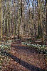 Märzenbecher am Naturpfad Thiemsburg