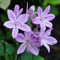 Purple flowers of Monochoria elata