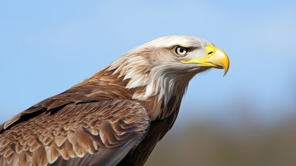 A majestic eagle gazes intently, capturing the essence of strength and freedom with its piercing eyes and striking plumage against a clear blue sky.