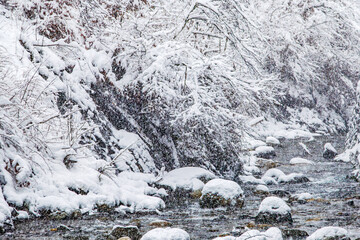 Rivière de Haute Savoie, in forest with trees crumbling under the snow