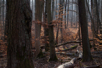 Wilder Wald im Nationalpark Hainich