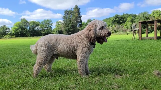 Cute beige cockapoo poodle mix boy standing on a green field with blue skies on a summer day - full body side shot
