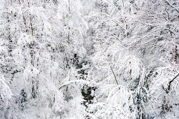 Fototapeta premium Rivière de Haute Savoie, in forest with trees crumbling under the snow