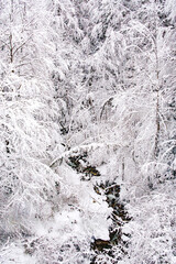 Rivière de Haute Savoie, in forest with trees crumbling under the snow