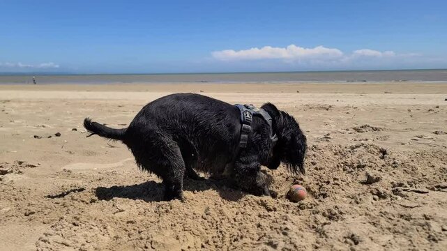 A happy black working cocker spaniel is digging the sand on a sandy beach on a summer day