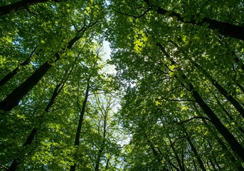 green forest in the morning, trees in the forest, sun shining through trees, sun through the trees, sun shinning in forest, sun shinning in dense forest, sun shine in forest, generated with ai